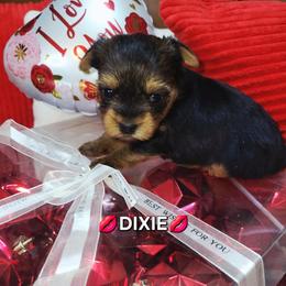DIXIE - Black and tan female Yorkshire Terrier puppy in Eastpointe, Michigan from TLC Kennels TenderLittleCuties