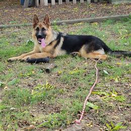 German Shepherd Puppies from Kaiser + Leyna