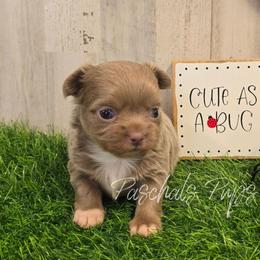 Dabble - Chocolate blue male Chihuahua puppy in Bowdon, Georgia from Paschal's Pups