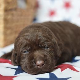 Lily - Chocolate female Labrador Retriever puppy in Williamston, South Carolina from Dutton Dog Co & Dalla Grazia Doberman
