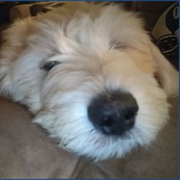 Goldendoodle Puppies from SUPERDog Doodles