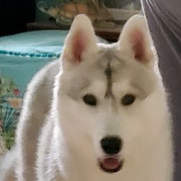 Diesel - Siberian Husky