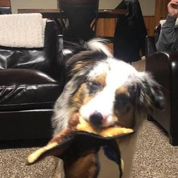 Australian Shepherd All Grown Up from Spunky Farms Aussies