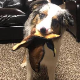 Australian Shepherd All Grown Up from Spunky Farms Aussies