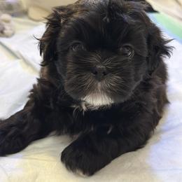 Poppy - Liver and white female Shih Tzu puppy in Hampton Bays, New York from Delinda Shih Tzus