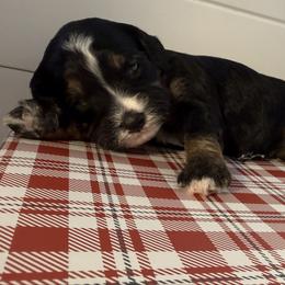 Girl 2 - Tri-color female Bernedoodle puppy in Perryville, Maryland from Heavenly Heritage Dachshunds and Doods