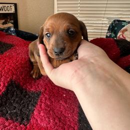 Cookie - Red female Dachshund puppy in El Paso, Texas from Gemstone Dachshunds