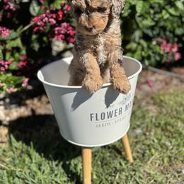 Bernedoodle and Poodle Puppies from Orange Blossom Poodles & Doodles