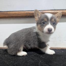 Bolt - Blue male Pembroke Welsh Corgi puppy in Brandon, Mississippi from Jenny May’s Corgis
