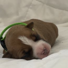 American Bully and American Staffordshire Terrier Puppies from American Dream Kennels