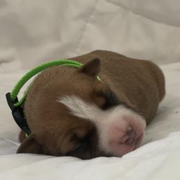 American Bully and American Staffordshire Terrier Puppies from American Dream Kennels