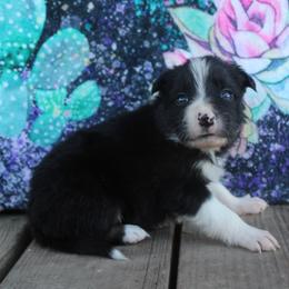 Nash - Tri-color male Border Collie puppy in Parsons, Kansas from Feathered Cactus Farm