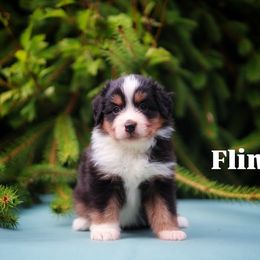 Flint - Black tri male Miniature American Shepherd puppy in Battle Ground, Washington from Casita Miniature American Shepherds