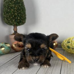 Yellow Boy - Black and tan male Yorkshire Terrier puppy in Dahalonega, Georgia from Country Dog Kennels.