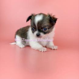 Tiny Ace - Chocolate brindled fawn male Chihuahua puppy in Anderson, South Carolina from Lil Treasures Chihuahuas