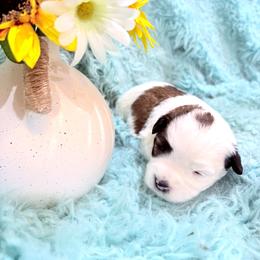 KiKi - Parti female Miniature Schnauzer puppy in Muskogee, Oklahoma from A&W Miniature Schnauzers