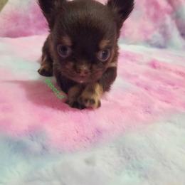 Girl 2 - Chocolate and tan female Chihuahua puppy in Richmond, Virginia from Breens