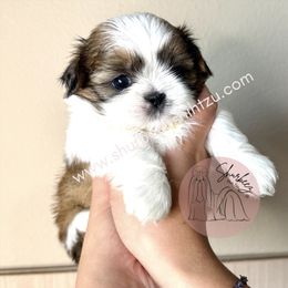 AKC Kaia - Tricolor female Shih Tzu puppy in Moses Lake, Washington from Shurbeez Shih Tzu
