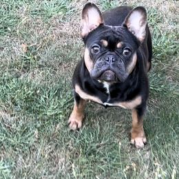Lena - French Bulldog