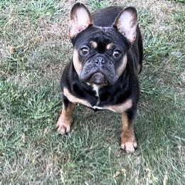 Lena - French Bulldog