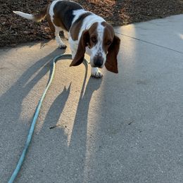 Eloise - Basset Hound