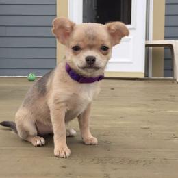 Chihuahua Puppies from HaloHavenChihuahuas