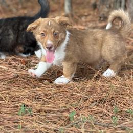 Orange collar - Liver and white male American Corgi puppy in Nashville, Arkansas from Whisenhunt Farms