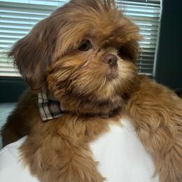 Donovan - Red male Shih Tzu puppy in Scottsdale, Arizona from 🌗 New Moon Shih Tzu 🌗
