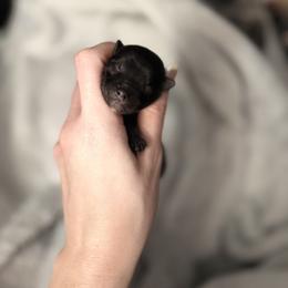 Little Bitty Midnight - Black and tan female Yorkshire Terrier puppy in Hope, Indiana from DJ Yorkies