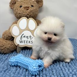 Asiago - White male Pomeranian puppy in Concord, California from Eelan’s Poms