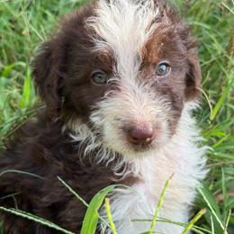 Tennessee - Brown and white male Aussiedoodle puppy in Four Oaks, North Carolina from RoseWest Farms