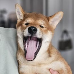 Shiba Inu Puppies from KurguzkinShiba