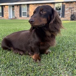 Soleil - Dachshund