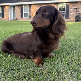 Soleil - Dachshund