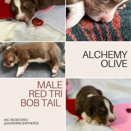 Australian Shepherd Puppies from Sunshine Shepherds