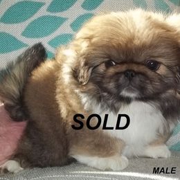 Pekingese Puppies from Brey Pekingese