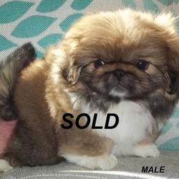 Pekingese Puppies from Brey Pekingese