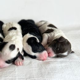 Aussiedoodle Puppies from JK Mini Doodles
