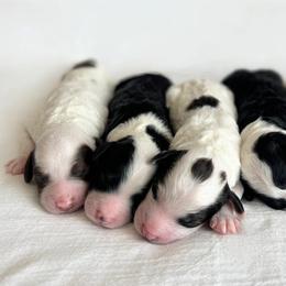Aussiedoodle Puppies from JK Mini Doodles