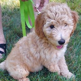 Grey Female - Cream female Goldendoodle puppy in Vernon, Vermont from Dynamic Doodles of Southern Vermont