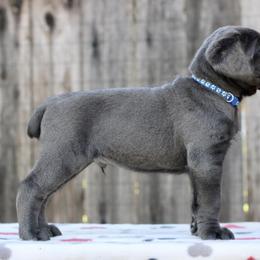 Cane Corso Puppies from Royal Class Kennels