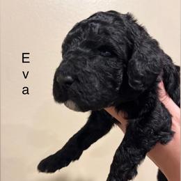 Poodle Puppies from Semmy’s standard Poodle