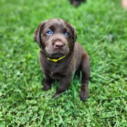 Labrador Retriever Puppies from Mac's Labradors
