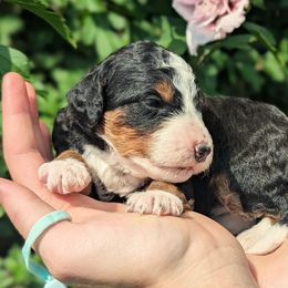 Freedom - Tri-color female Bernedoodle puppy in Mount Pleasant, Tennessee from Amy Brewer