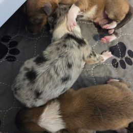 Autumn - Blue merle white and tan female Collie puppy in Lafayette, Indiana from Katrina's Collies