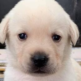 Labrador Retrievers from Bella Rancho Suzanna