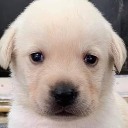 Labrador Retrievers from Bella Rancho Suzanna