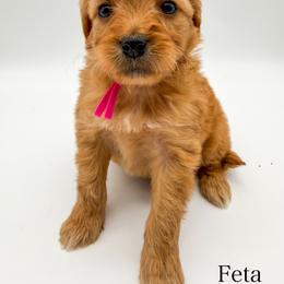 Feta - Apricot female Goldendoodle puppy in Sunman, Indiana from Brunsman Country Doodles LLC
