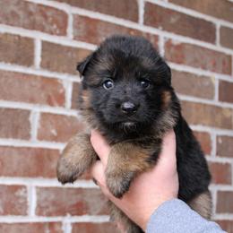 Boy 3 - Black and red male German Shepherd puppy in Mount Vernon, Missouri from German Haus German Shepherds LLC
