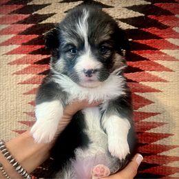 Kacy - Black and tan female American Corgi puppy in Los Lunas, New Mexico from Blue Diamond Welsh corgis